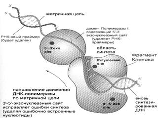 модуль iii. молекулярная биология - student2.ru