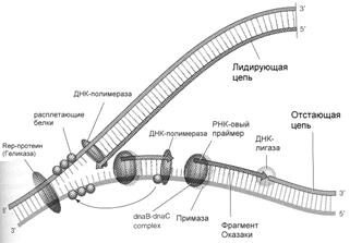 модуль iii. молекулярная биология - student2.ru