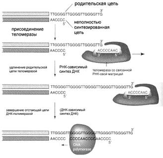 модуль iii. молекулярная биология - student2.ru