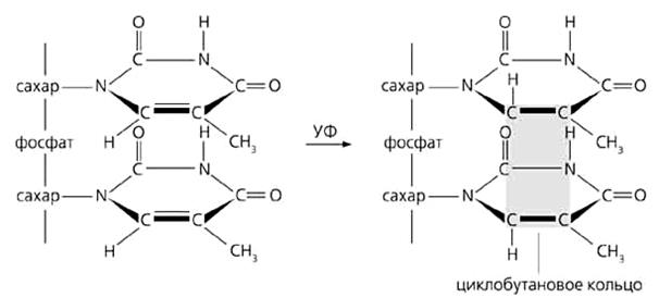 модуль iii. молекулярная биология - student2.ru