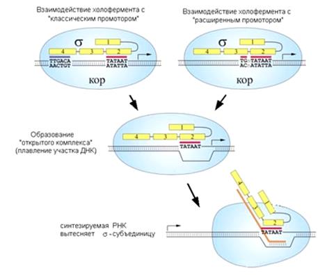 модуль iii. молекулярная биология - student2.ru