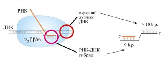 модуль iii. молекулярная биология - student2.ru