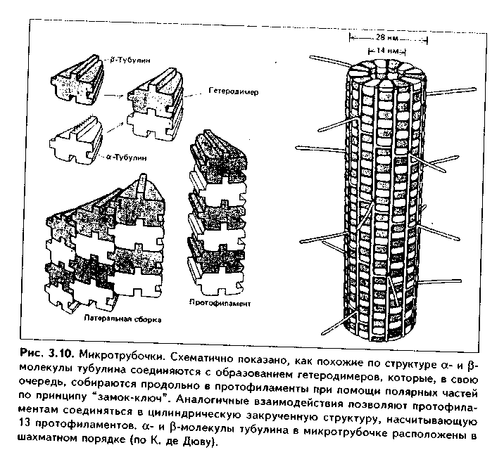 молекулы адгезии клеток (мак) - student2.ru