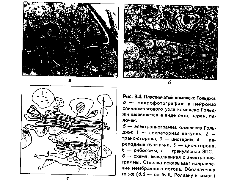 молекулы адгезии клеток (мак) - student2.ru