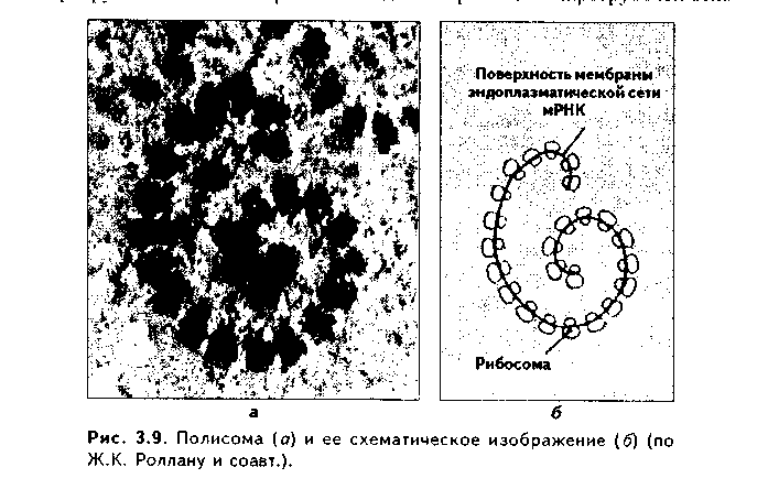 молекулы адгезии клеток (мак) - student2.ru