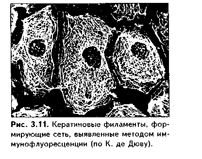 молекулы адгезии клеток (мак) - student2.ru