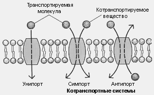 Молекулы проходят через мембраны благодаря трем различным процессам: простой диффузии, облегчённой диффузии, активному транспорту. - student2.ru