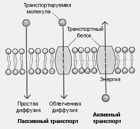 Молекулы проходят через мембраны благодаря трём различным процессам: простой диффузии, облегчённой диффузии, активному транспорту. - student2.ru