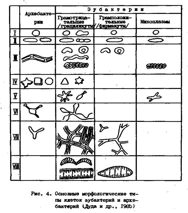 Молекулярная биология архебактерий - student2.ru