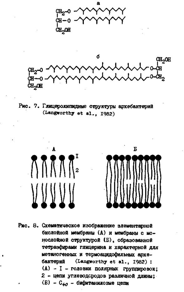Молекулярная биология архебактерий - student2.ru