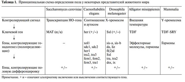 молекулярно-генетические механизмы первичной детерминации пола у млекопитающих - student2.ru