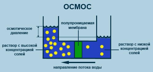 Молекулярно-клеточный уровень жизни - student2.ru