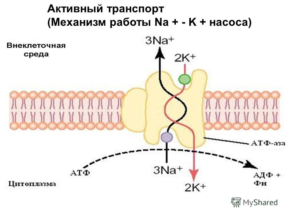 Молекулярно-клеточный уровень жизни - student2.ru