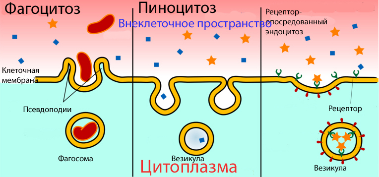 Молекулярно-клеточный уровень жизни - student2.ru