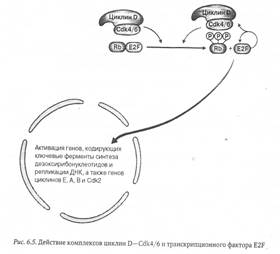 Молекулярные механизмы регуляции митотического цикла - student2.ru