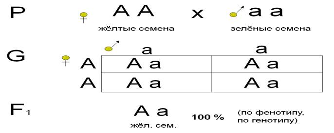 Моногибридным называется скрещивание двух организмов, отличающихся друг от друга по одной паре альтернативных (взаимоисключающих) признаков - student2.ru