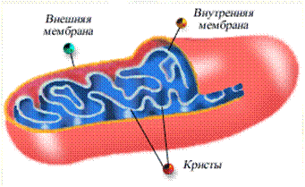 Мономеры вместе с кровью поступают в клетки, где претерпевают дальнейшие изменения - student2.ru