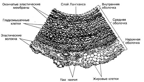 Морфо-функциональная характеристика сосудистого русла - student2.ru