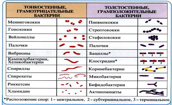 Морфологические свойства бактерий - student2.ru