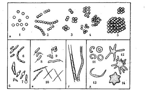 морфология и классификация микроорганизмов - student2.ru