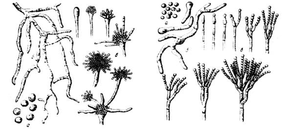 Морфология и систематика микроорганизмов - student2.ru