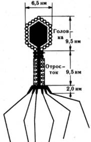 Морфология и систематика микроорганизмов - student2.ru