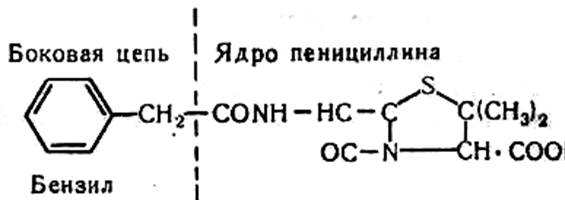 Морфология и систематика микроорганизмов - student2.ru