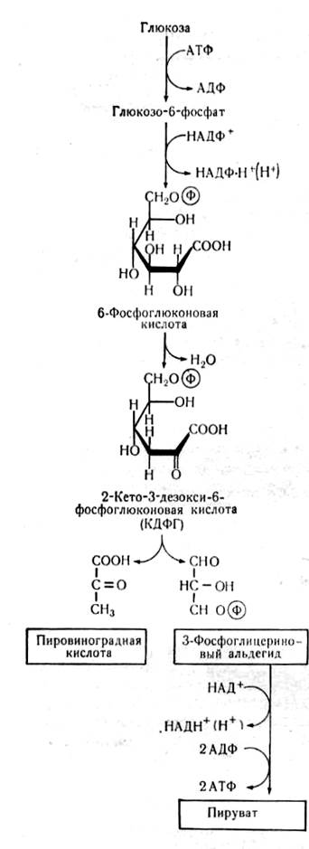 Морфология и систематика микроорганизмов - student2.ru