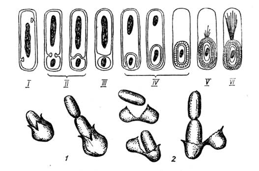 Морфология и систематика микроорганизмов - student2.ru