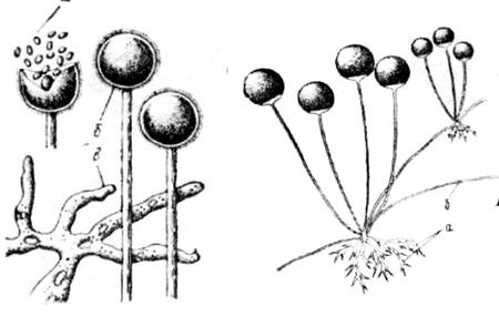 Морфология и систематика микроорганизмов - student2.ru