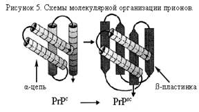 Морфология и ультраструктура неканонических вирусов. - student2.ru