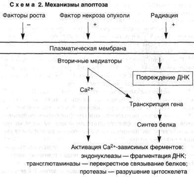 морфология повреждения клеток - student2.ru