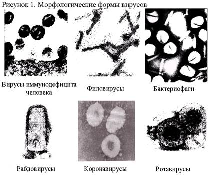 Морфология, ультраструктура и химический состав вирусов - student2.ru