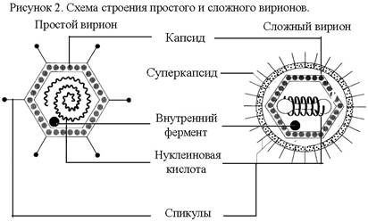 Морфология, ультраструктура и химический состав вирусов - student2.ru