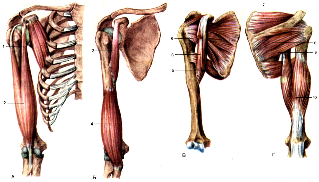 Мышцы и фасции верхней конечности. Мышцы верхней конечности в связи с особенностями их топографического положения и функции разделяют на мышцы плечевого пояса и мышцы свободной верхней - student2.ru