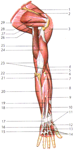 мышцы верхней и нижней конечностей - student2.ru
