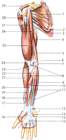 мышцы верхней и нижней конечностей - student2.ru