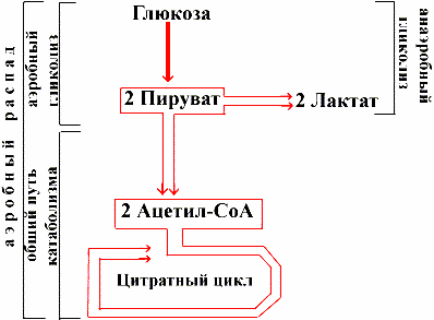 Наблюдаемые в ранней стадии остеоартроза, сочетаются с - student2.ru