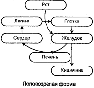 Надцарство доящерные организмы 3 страница - student2.ru