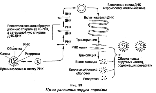 Надцарство доящерные организмы 5 страница - student2.ru