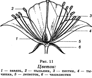 Надцарство доящерные организмы - student2.ru