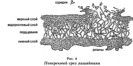 Надцарство доящерные организмы - student2.ru