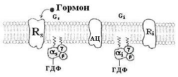 Находиться в клетке (в цитозоле или в ядре) - student2.ru