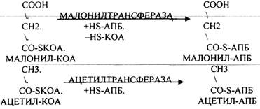 Наличие специальных белков-переносчиков (HS -АПБ). 3.Наличие специальных ферментов синтеза - student2.ru