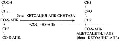 Наличие специальных белков-переносчиков (HS -АПБ). 3.Наличие специальных ферментов синтеза - student2.ru