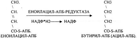 Наличие специальных белков-переносчиков (HS -АПБ). 3.Наличие специальных ферментов синтеза - student2.ru