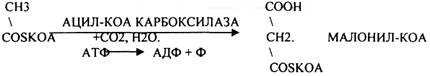 Наличие специальных белков-переносчиков (HS -АПБ). 3.Наличие специальных ферментов синтеза - student2.ru