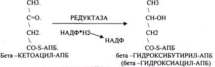 Наличие специальных белков-переносчиков (HS -АПБ). 3.Наличие специальных ферментов синтеза - student2.ru