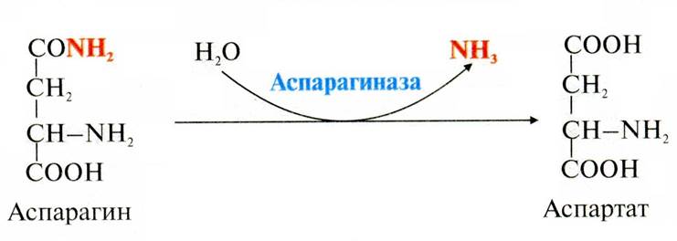 Наличие специфичных изоферментов в разных тканях - student2.ru