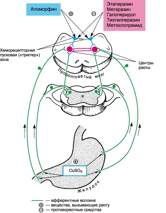 Нарисуйте схему рвотного рефлекса и регуляции моторики желудка. Укажите на ней локализацию действия прокинетических, противорвотных средств - student2.ru
